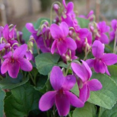 viola-odorata-melanie-300x300
