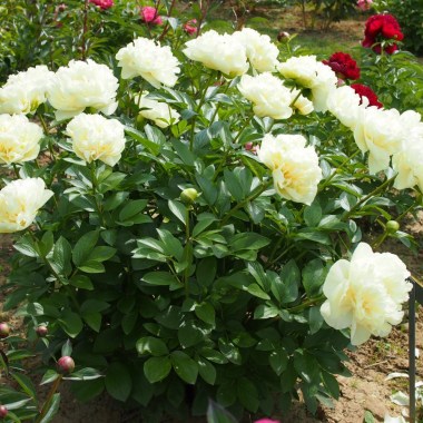 yellow_breeder_plant_69