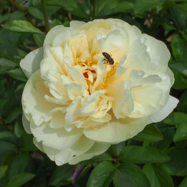 yellow_breeder_plant_7-26